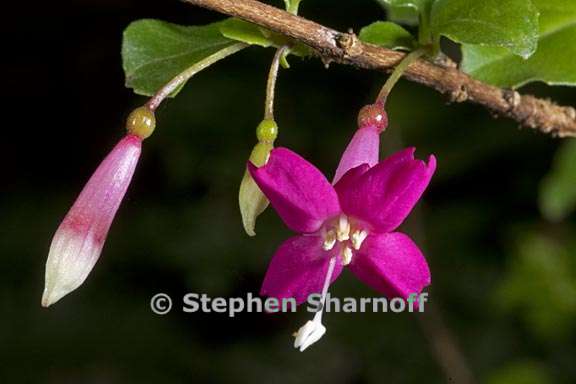 fuchsia encliandra 2 graphic